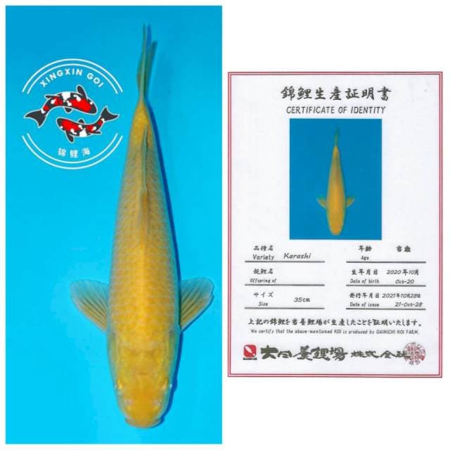 KARASHI DAINICHI 35cm (mata merah)