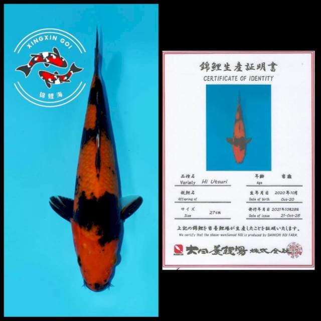HIU DAINICHI 27CM 