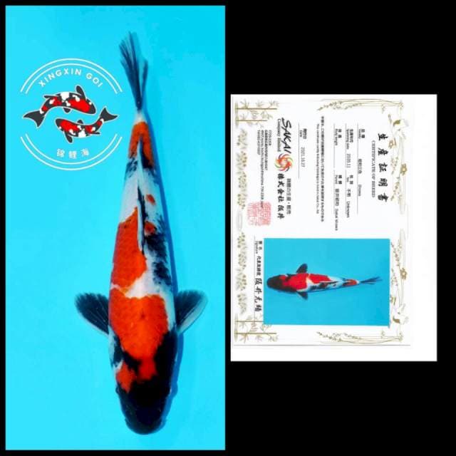 SHOWA SAKAI 28cm