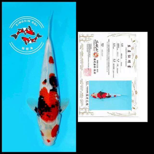 KINDAI SHOWA SAKAI 33CM