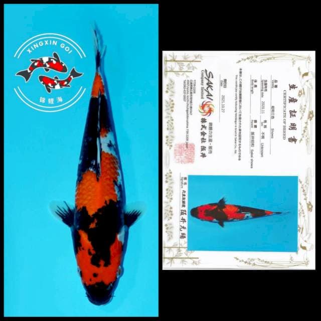 SHOWA SANSHOKU SAKAI 28CM