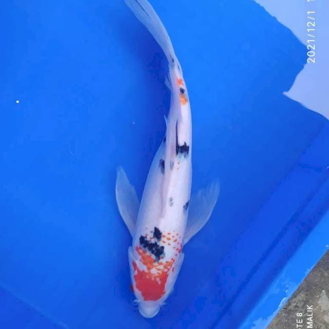 Sanke slayer 35 cm