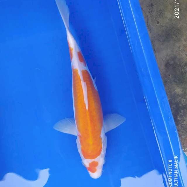 Kohaku koyo doit 36 cm