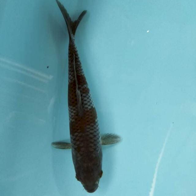 Uchiba