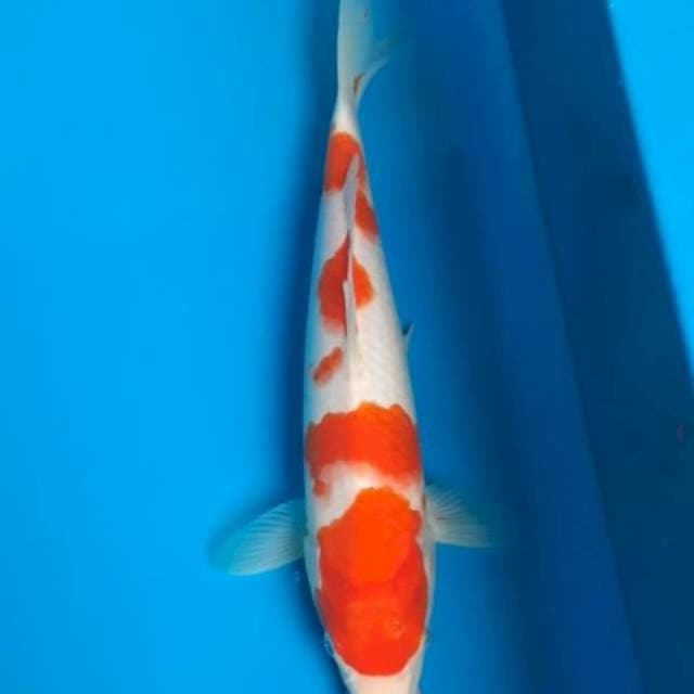 Kohaku 29cm