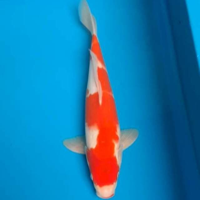 Kohaku 30cm