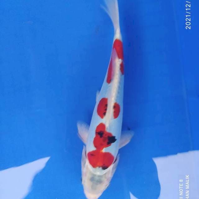 Goshiki doit 27 cm