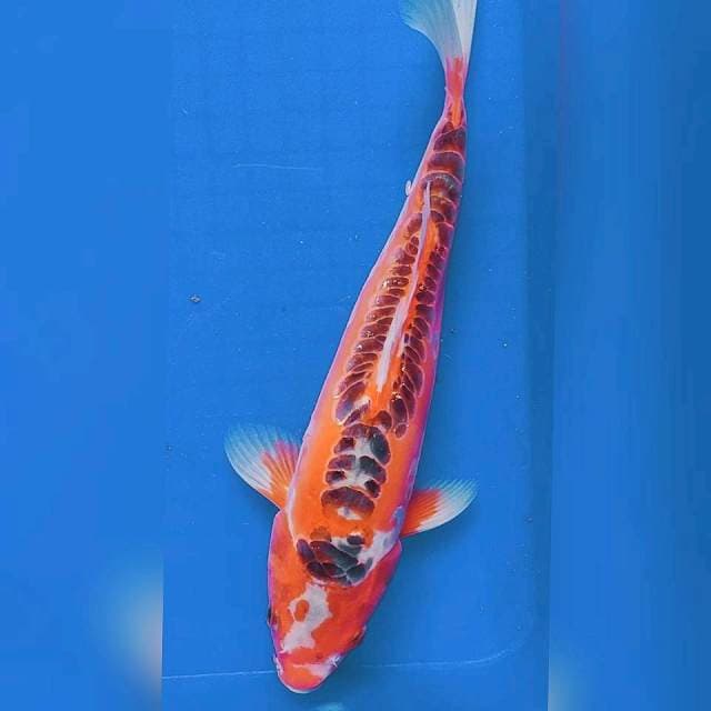 Hana Sushui 30cm 