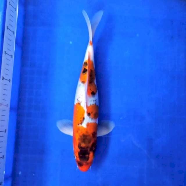 Ghosiki