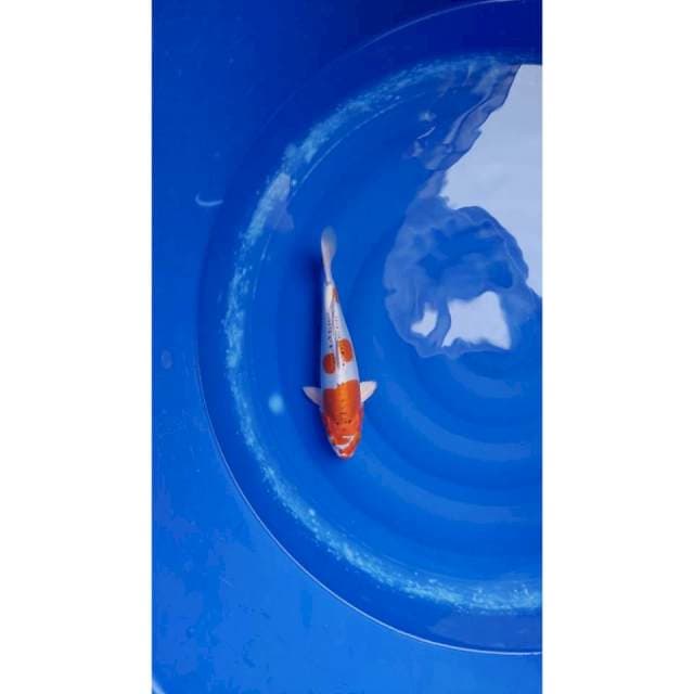 Beni Kikokuryu 29cm (F)