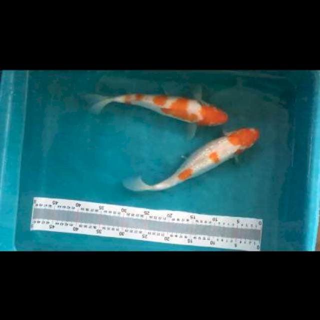 Kohaku 30-31cm