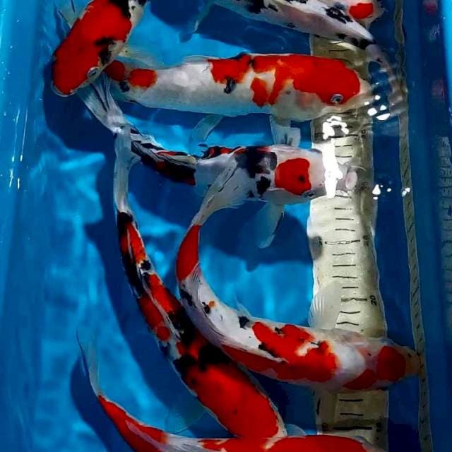 SANKE KOHAKU 27-31 CM 8 EKOR