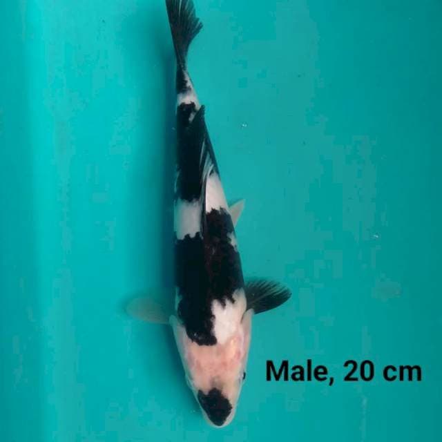 Shiro Hitam Pekat, 20 cm