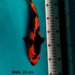 Hi Utsuri Keren, 25 cm