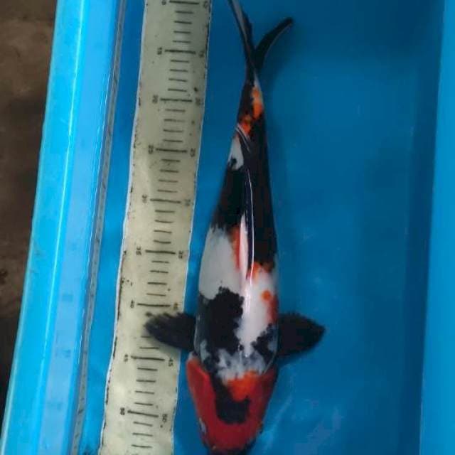 Showa 46cm