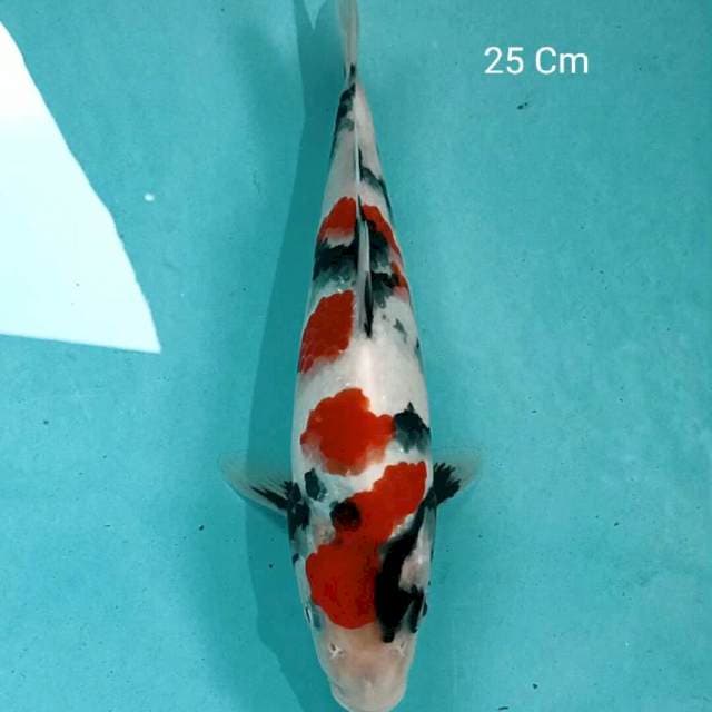 Showa 25 Cm