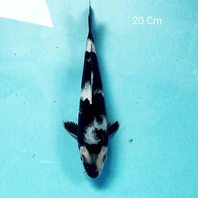 Shiro 20 Cm