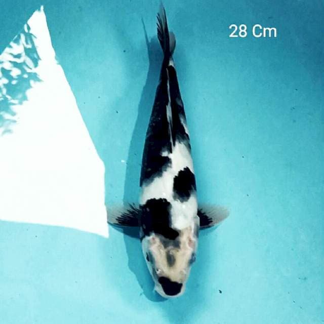 Shiro 28 Cm