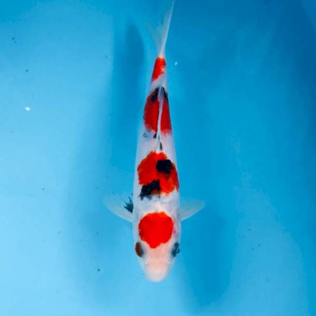 Sanke,  20 cm
