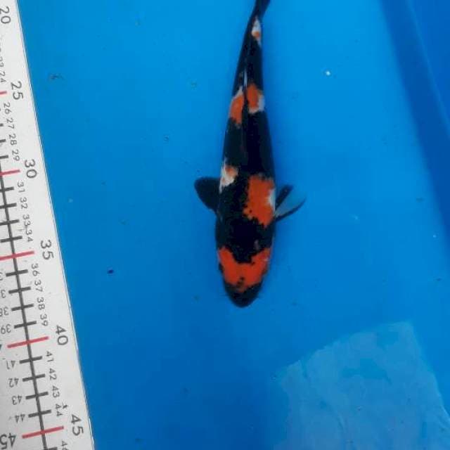 Showa 23 cm