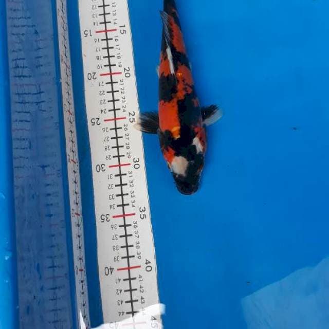 Showa doitsu 28 cm