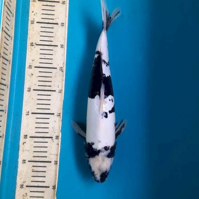 37cm doitsu shiro Fm