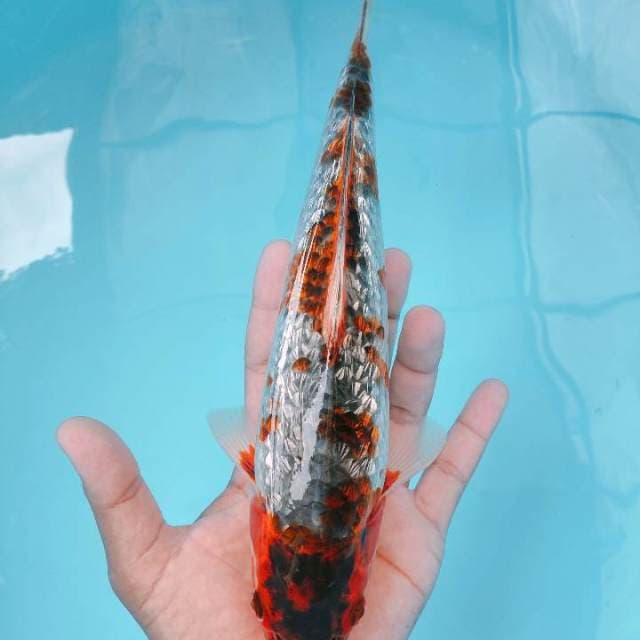 GOSHIKI GINRIN 29CM F