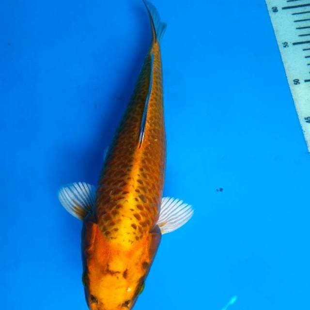 Kin matsuba