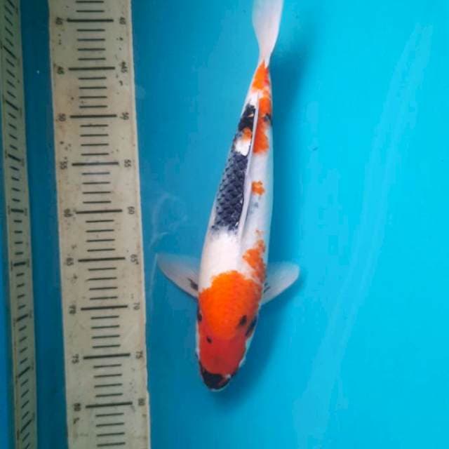 42cm Kage showa Fm