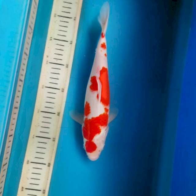 Kohaku strong 30cm/male