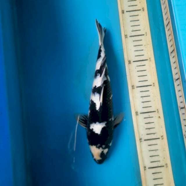 Shiro zebra 25cm/female