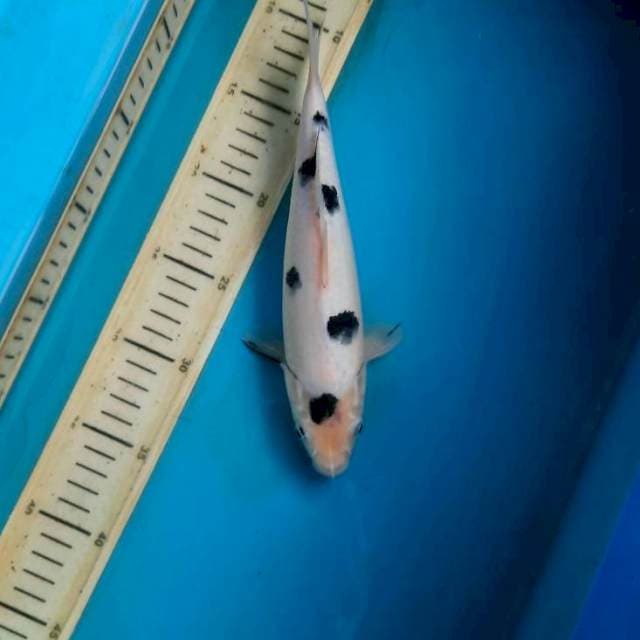 Circle bekko 25cm/male