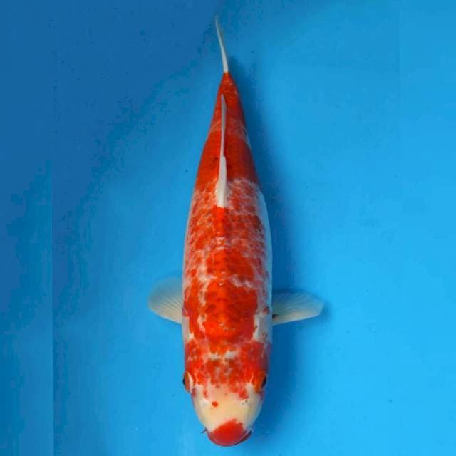 Okawa Jumbo Female Ai Goromo