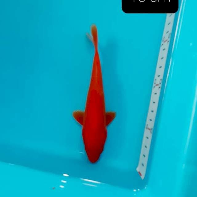 Akahajiro strong 16 cm