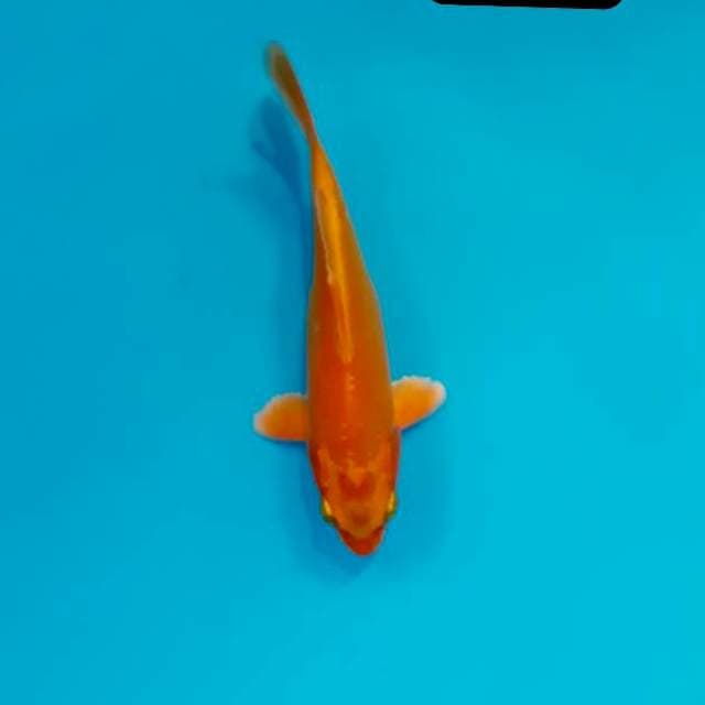 Minion 13 cm