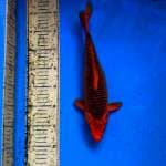 Aka matsuba 34cm