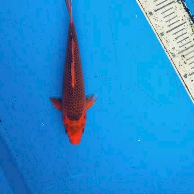 Aka matsuba 30cm