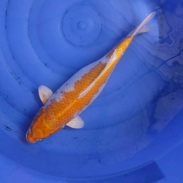 Hariwake 43cm Female