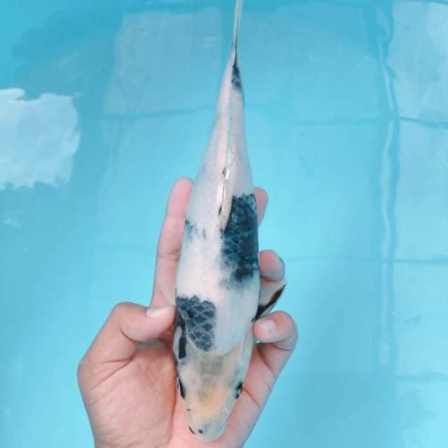 SHIRO 26CM M