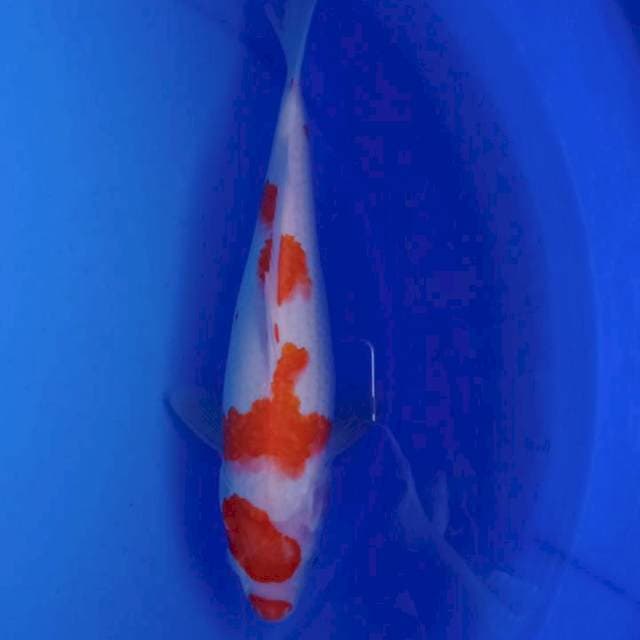Kohaku 31cm