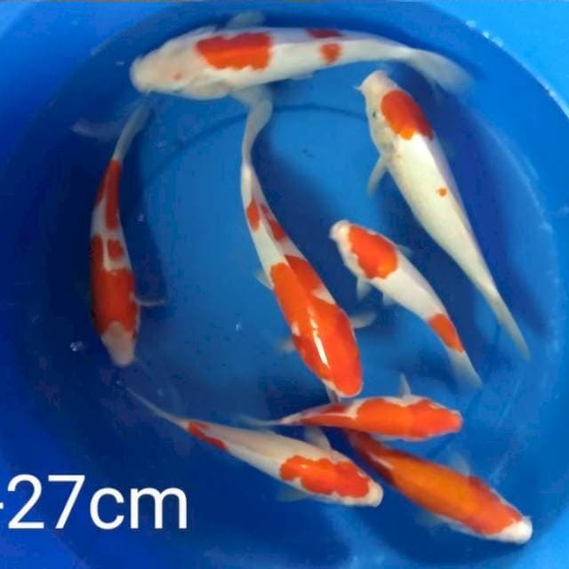 8 Ekor kohaku 18-27cm