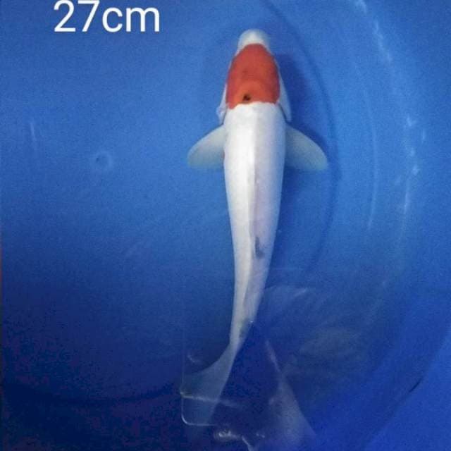 Tancho Sanke tategoi 27cm