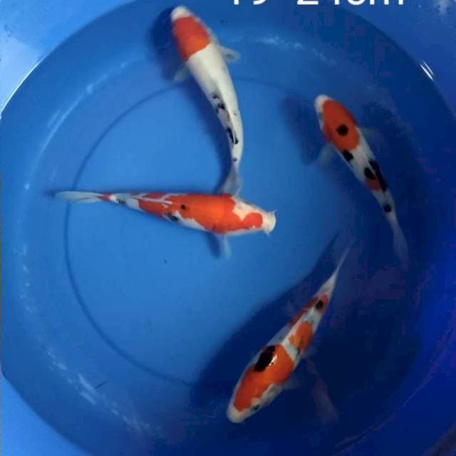 Sanke 19-24cm