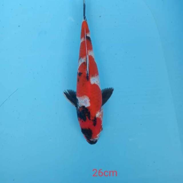 showa 26 cm