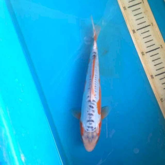 Shusui 25cm