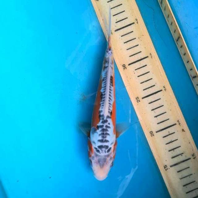 Shusui 21 cm
