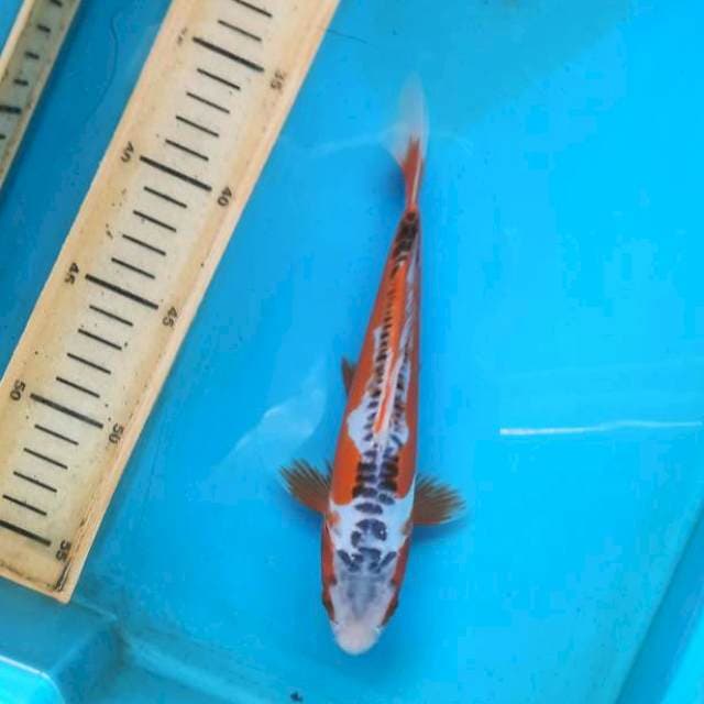 Shusui 20cm 