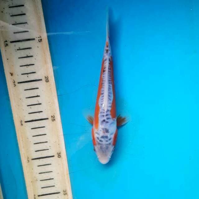 Shusui 18cm