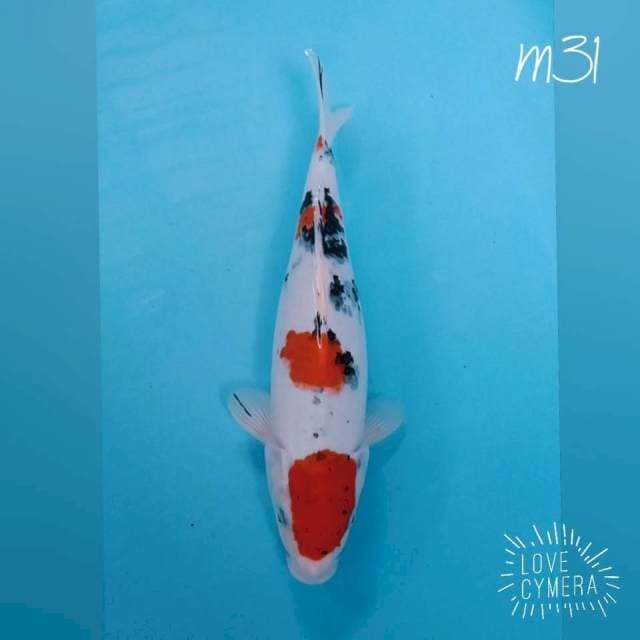 Sanke M31