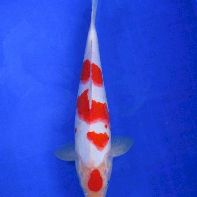 Kohaku ±35bu